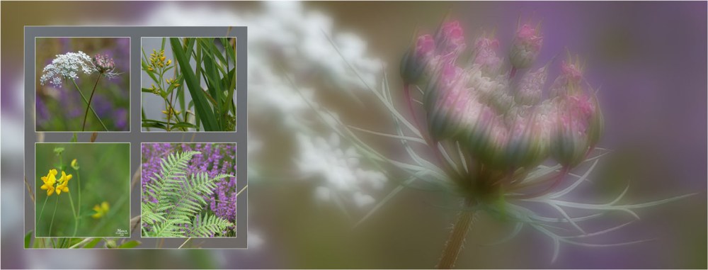 BLOG-P1040356-bannière ombellifères et bruyère floues et 4 vues plantes étang