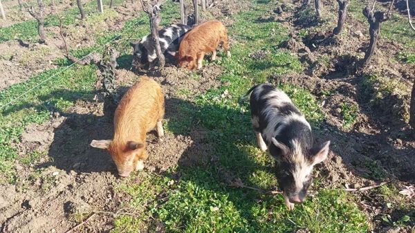 Les quatre petits cochons Kune-Kune désherbent depuis mardi les vignes du Château Doyac.